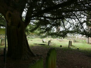 Yew Tree - Bare Soil Underneath - Grave Yard - Pippin & Gile Bushcraft & Foraging