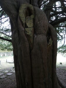 Yew Trunk Old Yew - Rotting Centre trunk  - Pippin & Gile Bushcraft & Foraging