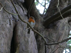 Robin in Yew Old Yew - Rotting Centre trunk  - Pippin & Gile Bushcraft & Foraging