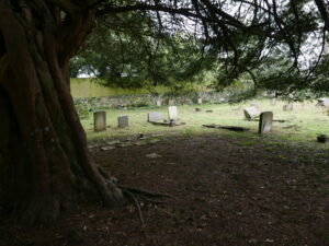 Bare ground under old yew