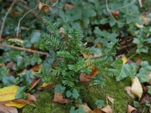 Young yew Sapling - self seeded near mature yews