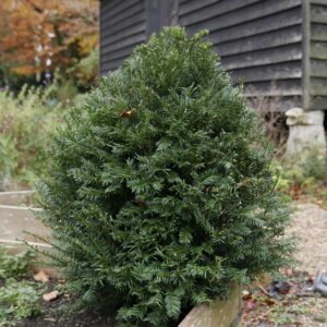 Clipped yew in garden