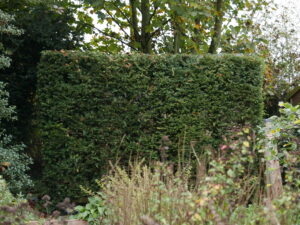 Yew Hedge