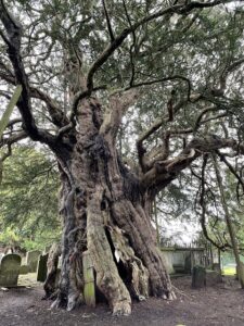 Crowhurst yew tree - a huge ancient yew tree with a door inside.