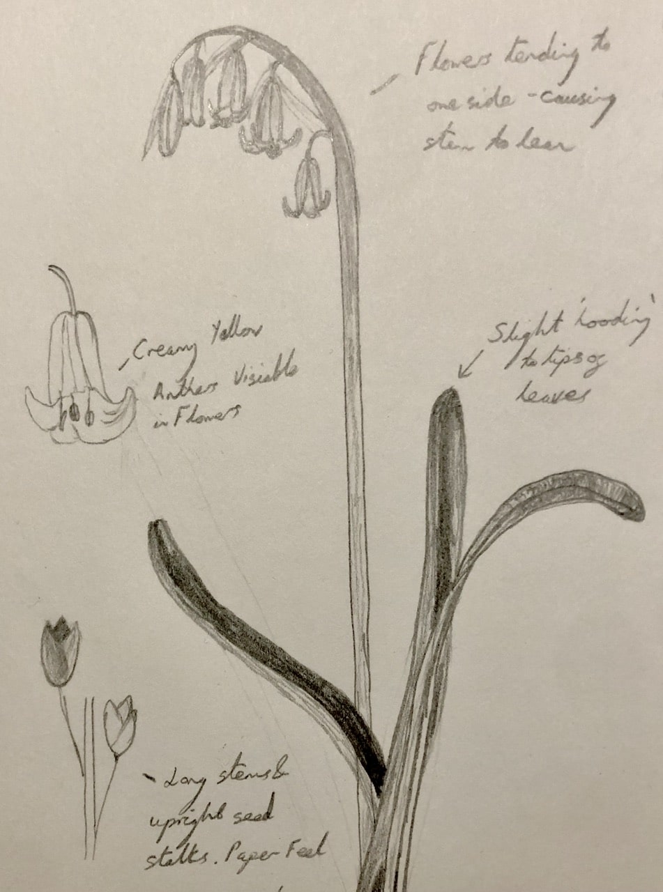 Bluebell Sketch with notes