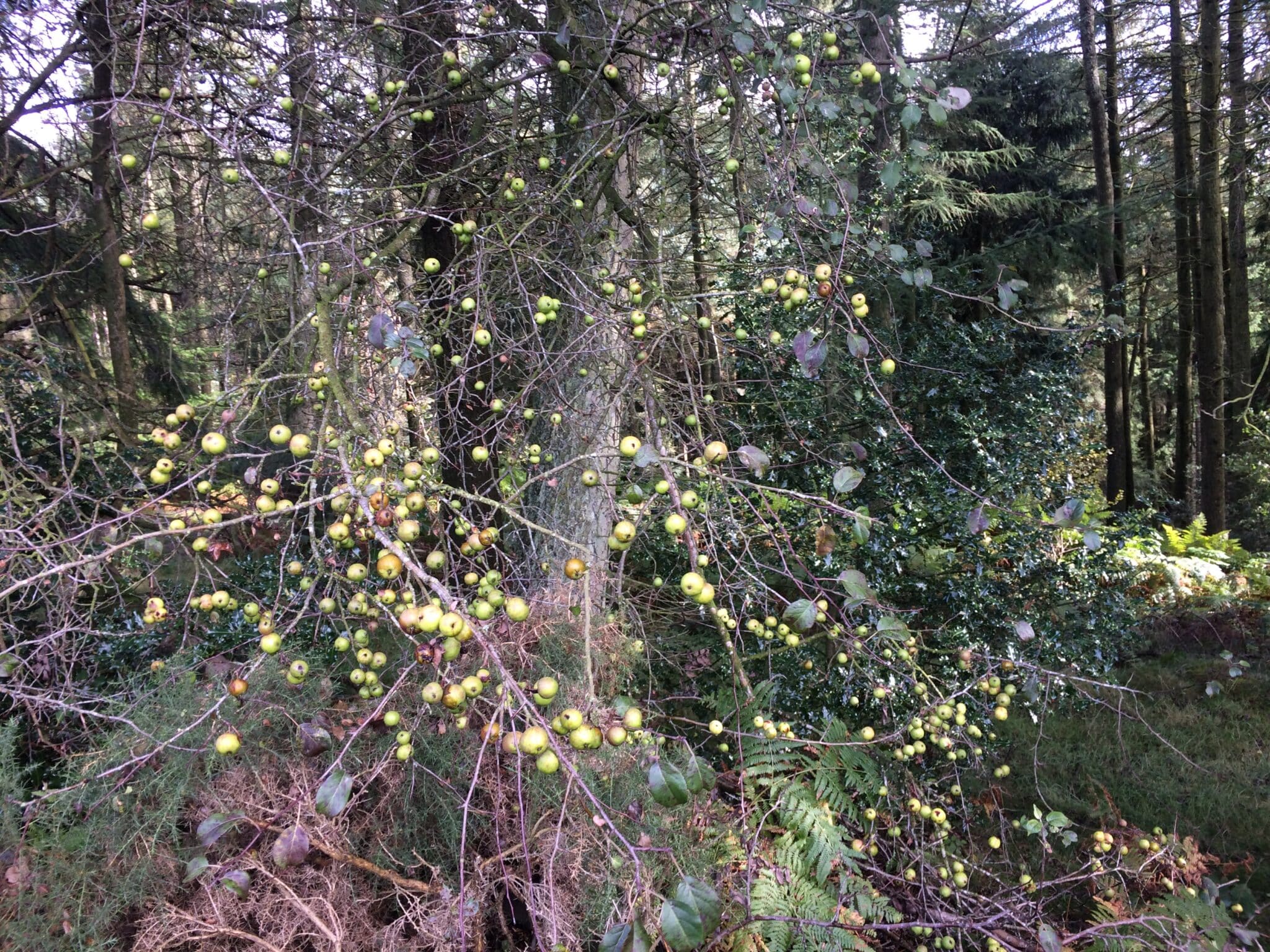 Crab apple in winter with fruit and no leaves
