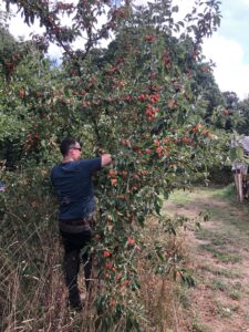 Picking Crab Apple's to Preserve into Jelly. In a field.