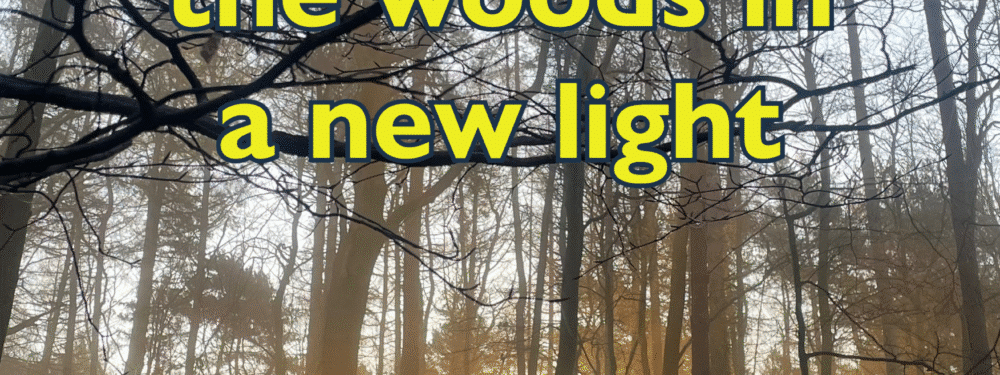 a woodland at sunset with the words - "your invitation to experience the woods in a new light"