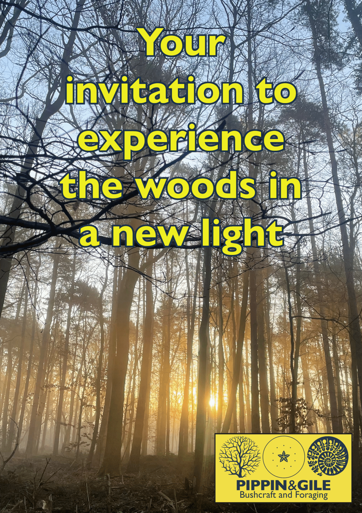 a woodland at sunset with the words - "your invitation to experience the woods in a new light"