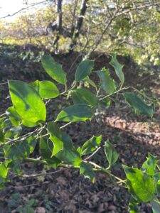 Rounded Holly leaves and a woodland floor