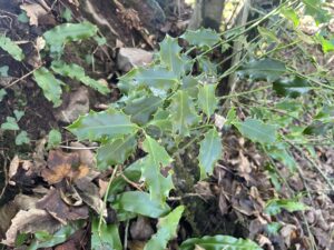 Holly leaves and a woodland floor