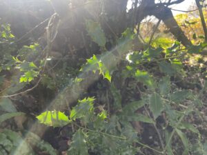 Holly leaves and a woodland floor & sun lines