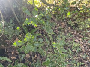 Holly leaves and a woodland floor
