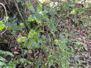 Holly leaves and a woodland floor