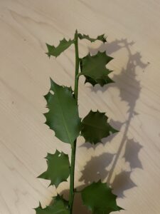 Holly leaves underside