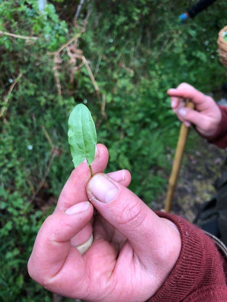 Close up of a person holding common sorrel between thumb and forefinger - on a foraging course